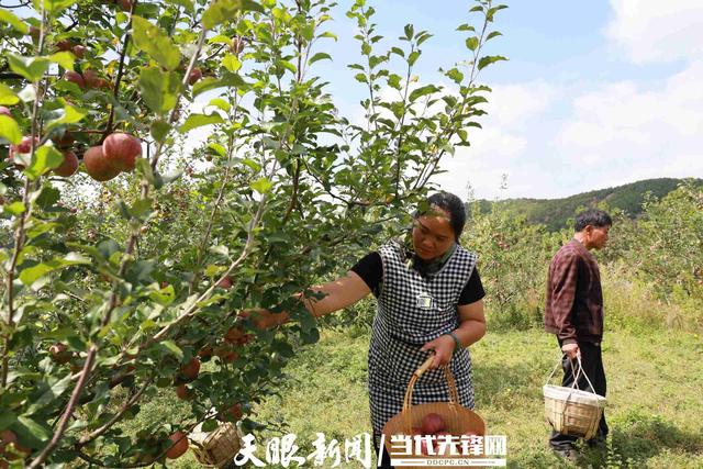 新闻县春季苹果栽植苹果2024春季新品-第2张图片-果博